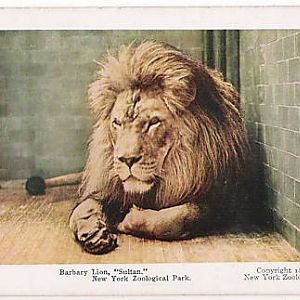 Barbary Lion