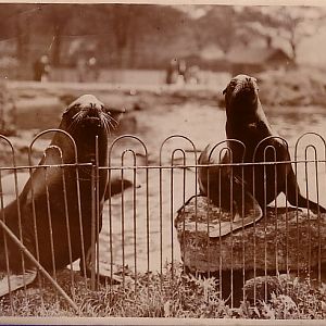 Two seals