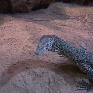 Perentie Monitor