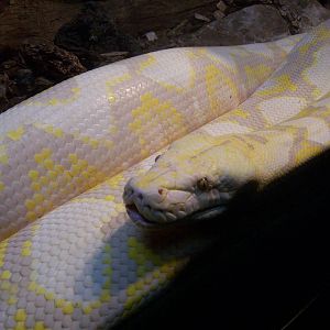 Albino Reticulated Python