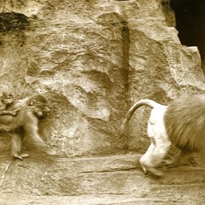 Baboon family playing