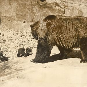 Bear with cubs