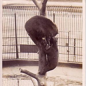 Bears Fighting for Tree Trunk