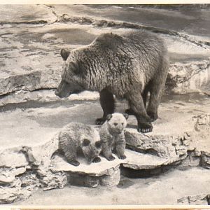 Brown Bear cubs and mother