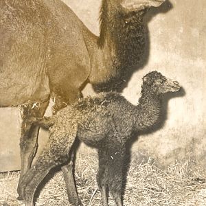 Camel and young