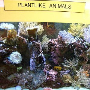 Plantlike Animals