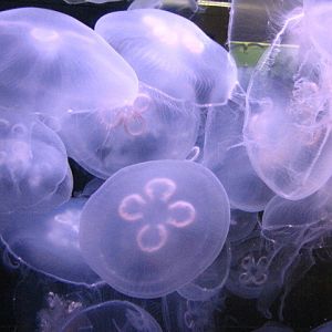 Jellies
