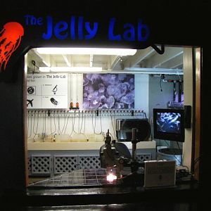 Jelly Lab
