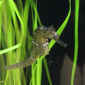 Sea Horse