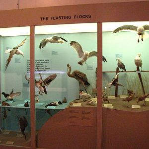 The Only Shore Birds You'll Find Here