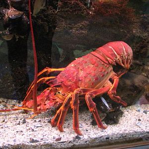 California Spiny Lobster