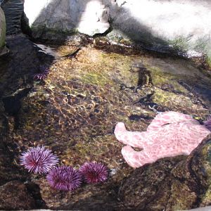 Touch Tide Pool
