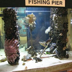 Fishing Pier Tank