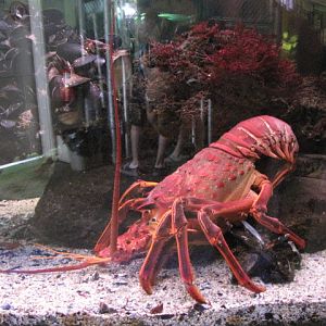 California Spiny Lobster