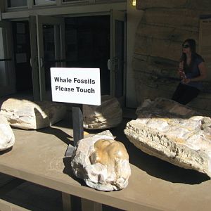 Whale Fossils