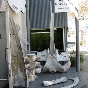 Whale Graveyard