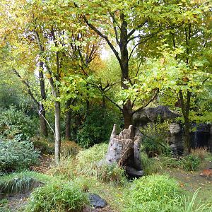 Red-Flanked Duiker Exhibit