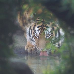 Comp entry Colchester (animal in natural setting)