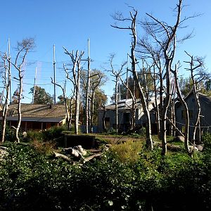 Odense Zoo - Chimpanzee Island