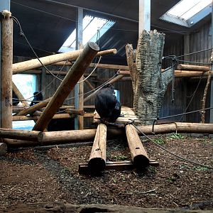 Odense Zoo - Chimpanzee House