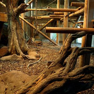 Odense Zoo - Chimpanzee House