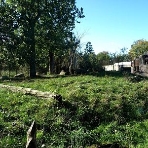 Odense Zoo - Lion exhibit