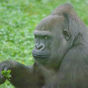 Twycross Zoo - Western Lowland Gorilla