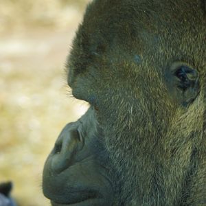 Twycross Zoo - Western Lowland Gorilla