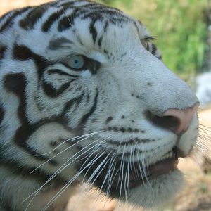 The male white tiger