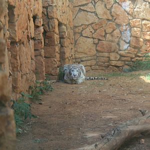 The female tigerss a bit scared