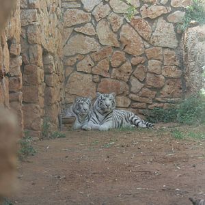 The 2 white tigers