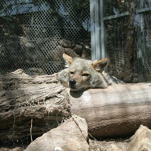 golden (israeli) Jackel