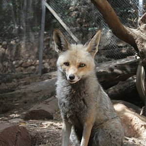 red (israli) fox