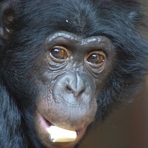 Twycross Zoo - Bonobo