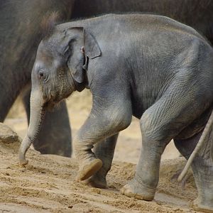 Twycross Zoo - Asian Elephant
