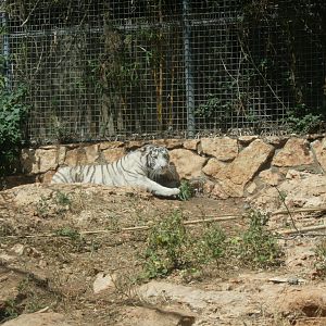 white tiger