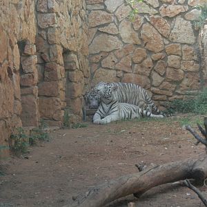 The 2 white tigers