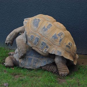 Twycross Zoo - Aldabra Giant Tortoise