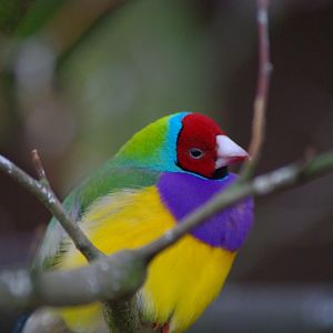 Twycross Zoo - Gouldian Finch