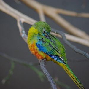 Twycross Zoo - Turquoise Parakeet