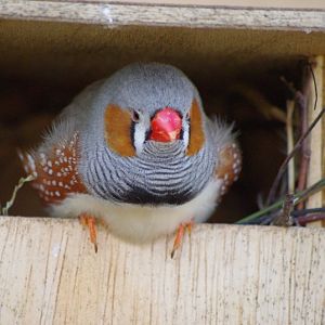 Twycross Zoo - Zebra Finch