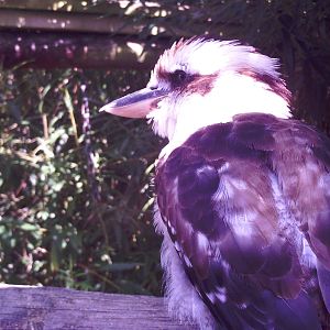 Kookaburra