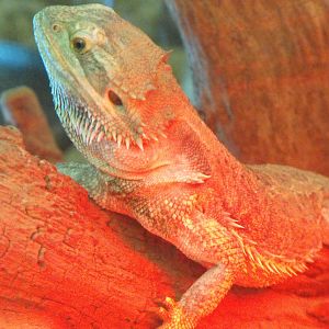 Bearded Dragon