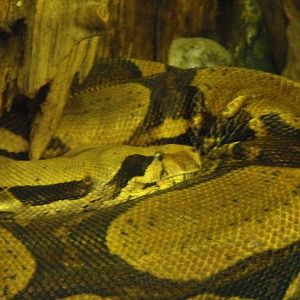 Common Boa (Boa constrictor)