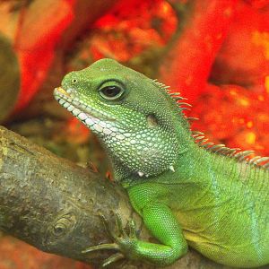 Thailand Water Dragon (Physignathus cocincinus)