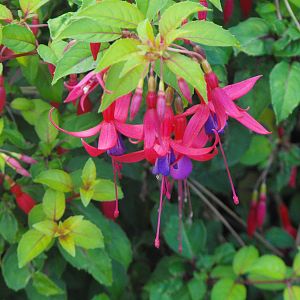 Fuchsia
