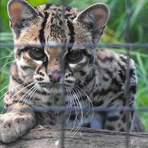 Margay1