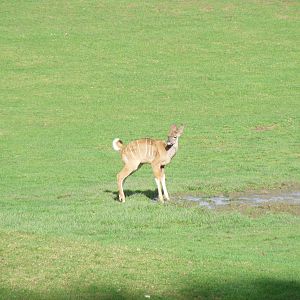 Greater kudu calf at Marwell Wildlife, 25 October 2009