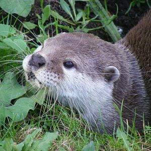 Asian small-clawed otter at Marwell Wildlife, 25 October 2009