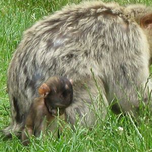 Little Monkey - Picture competion